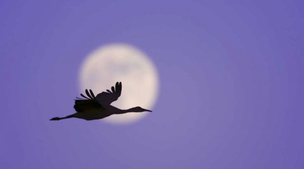 New Mexico Sandhill crane flying by the moon